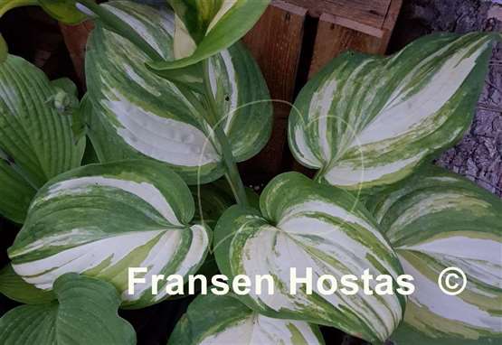 Hosta Sweet and Sour